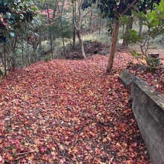 落ち葉のレッドカーペット❗️