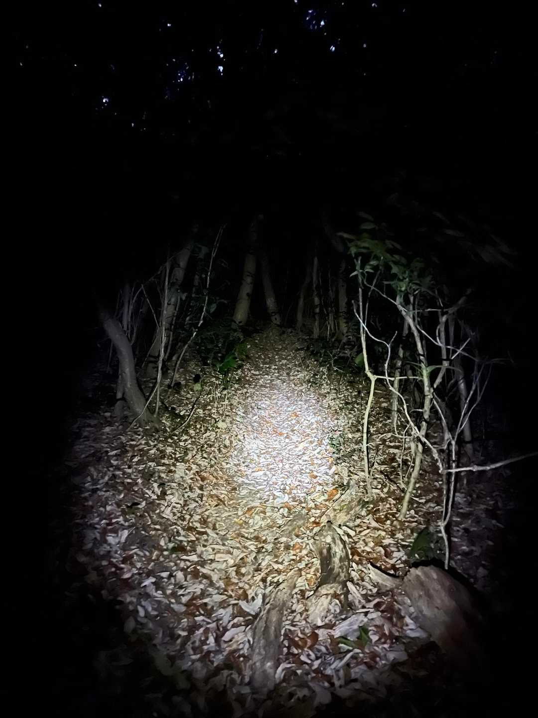 明け方の山はとにかく暗い🙁ヘッドライト🔦を頼りに....