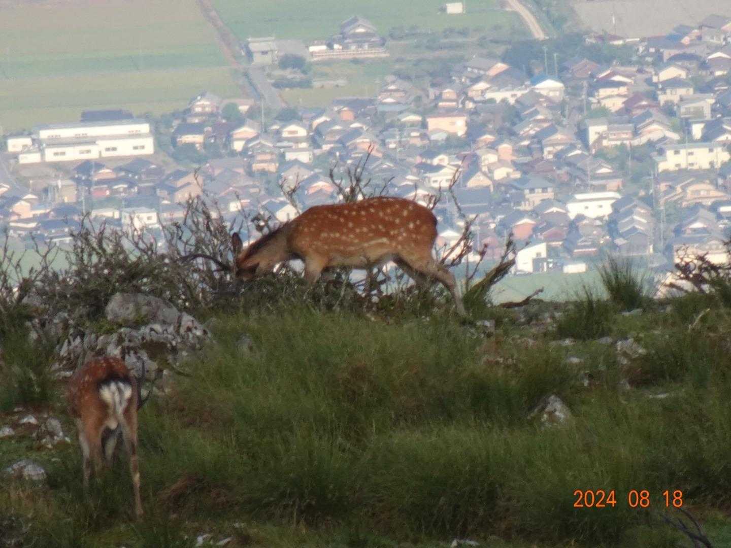 一心不乱に食べる🦌