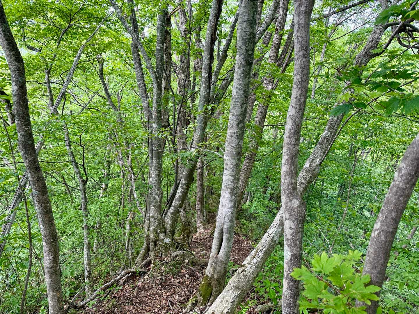ブナの若木を縫うように登山道