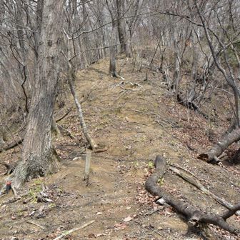 なかなかの急登