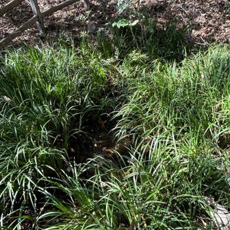 馬と兵の水浴用　今も水が豊富溢れ出てます