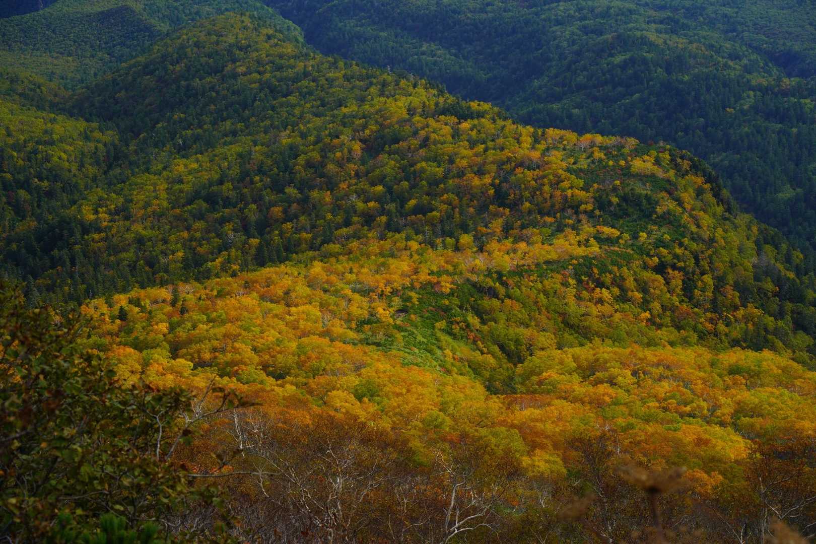 黄色が綺麗だな🍁