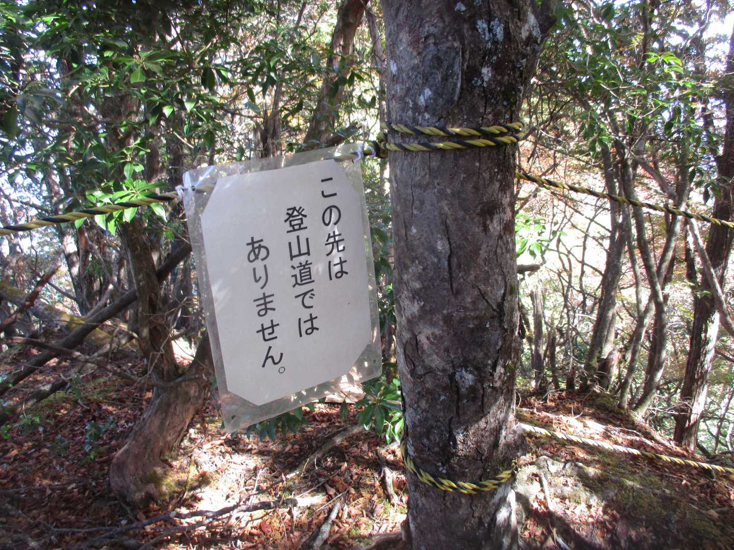宗屋敷尾根方向にはロープが張られていた。上等じゃないの。