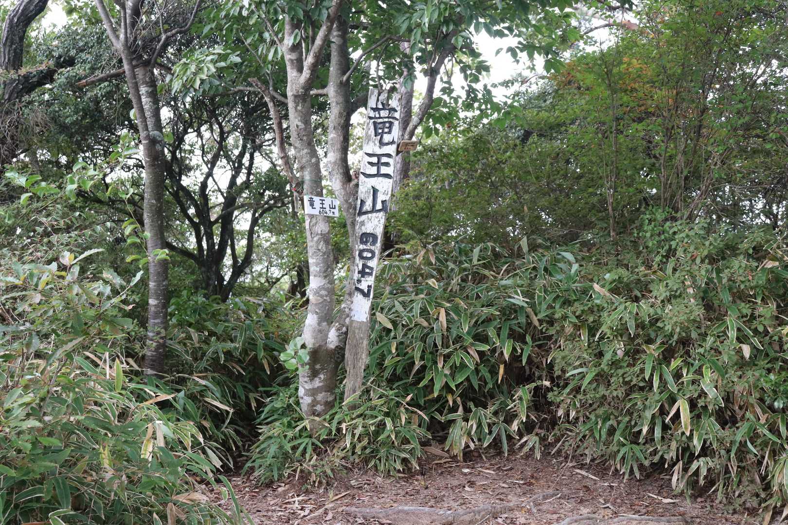 歩き出して直ぐに竜王山