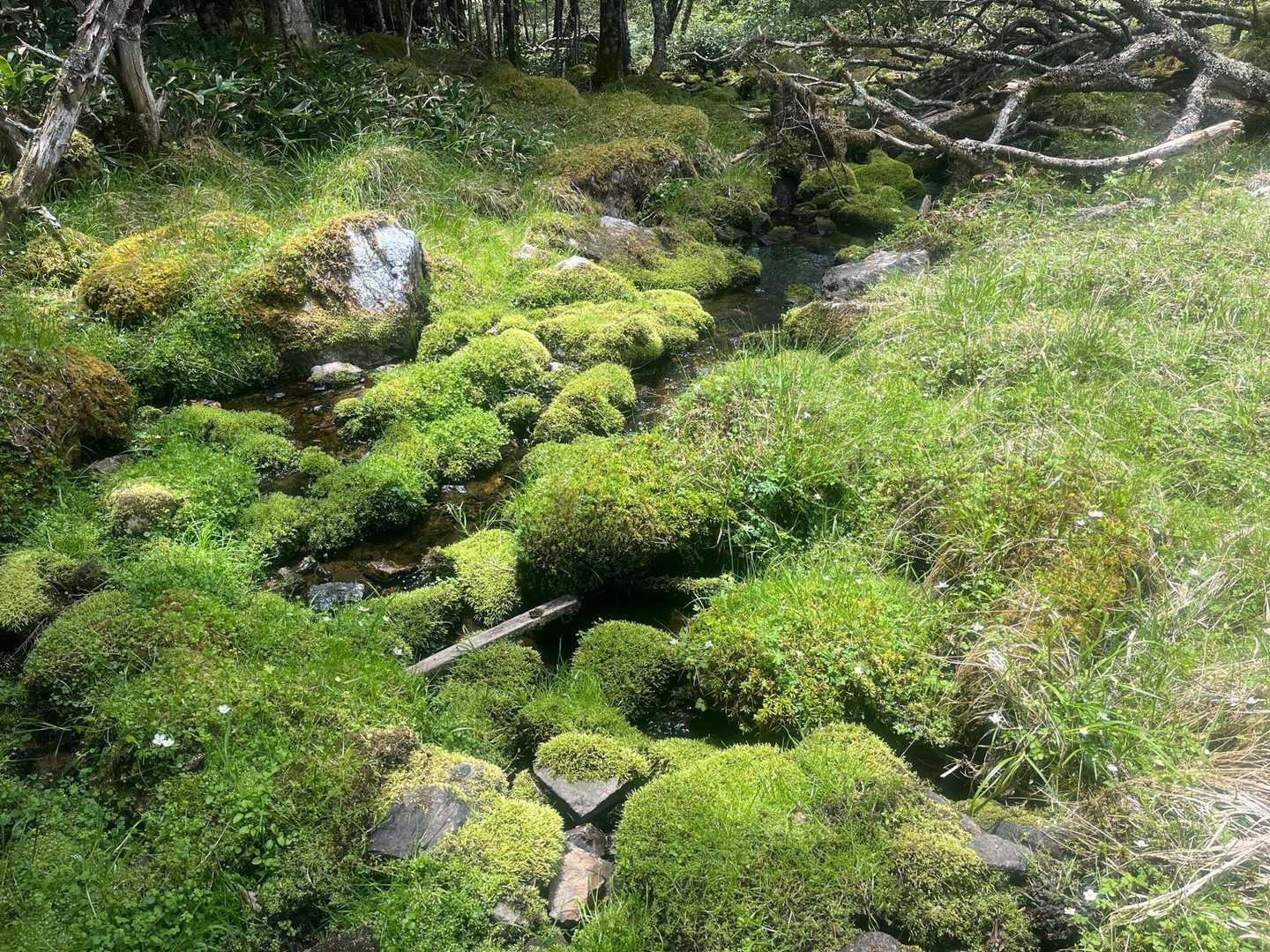 苔がいい感じ
