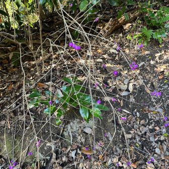 ムラサキシキブ？