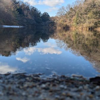 篠田池。カワウとサギがいました。