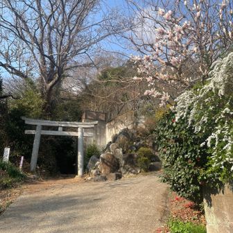 ゴ－ル　モクレンの花に迎えられたよ　