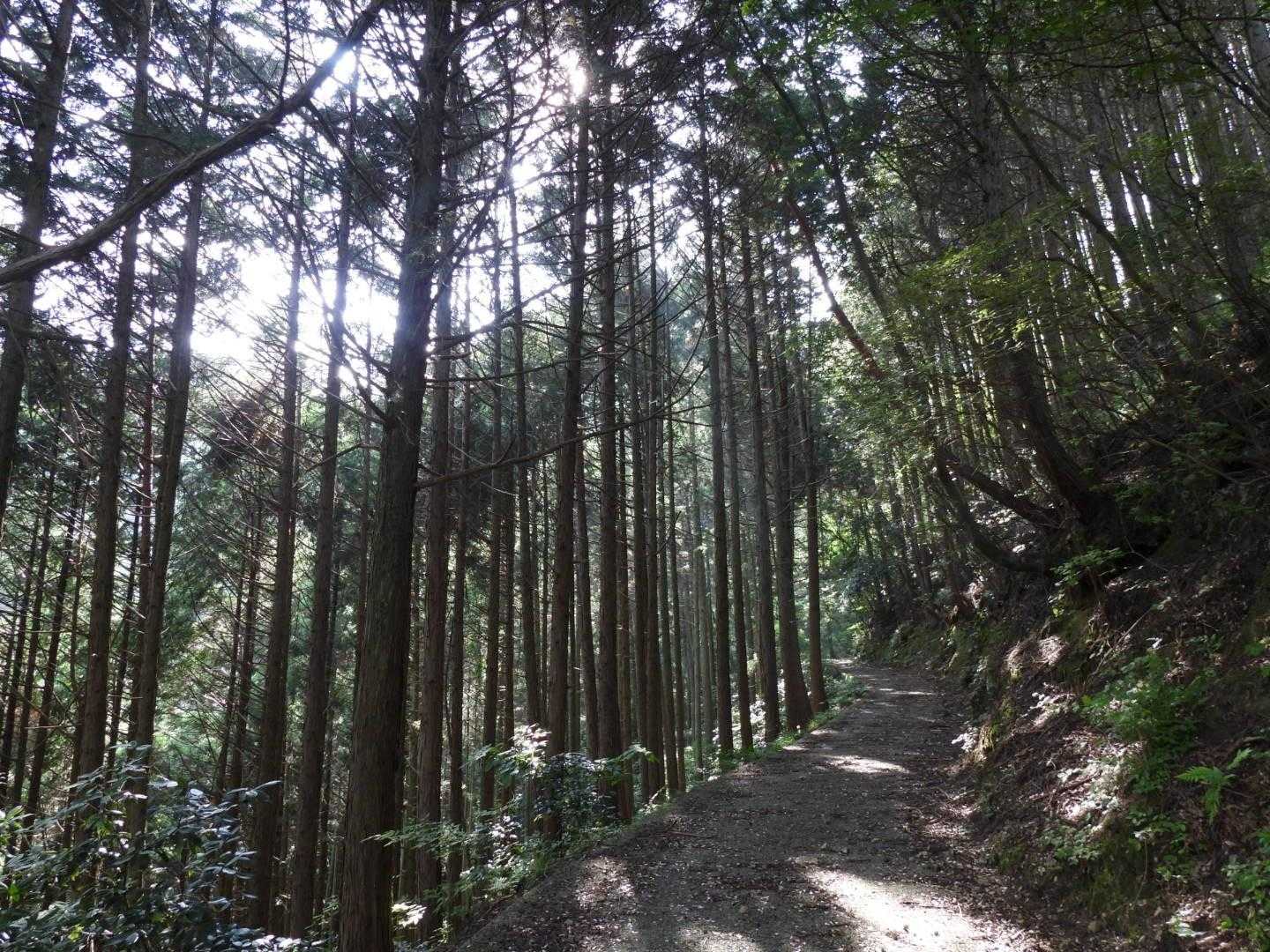 沢沿いを進みます