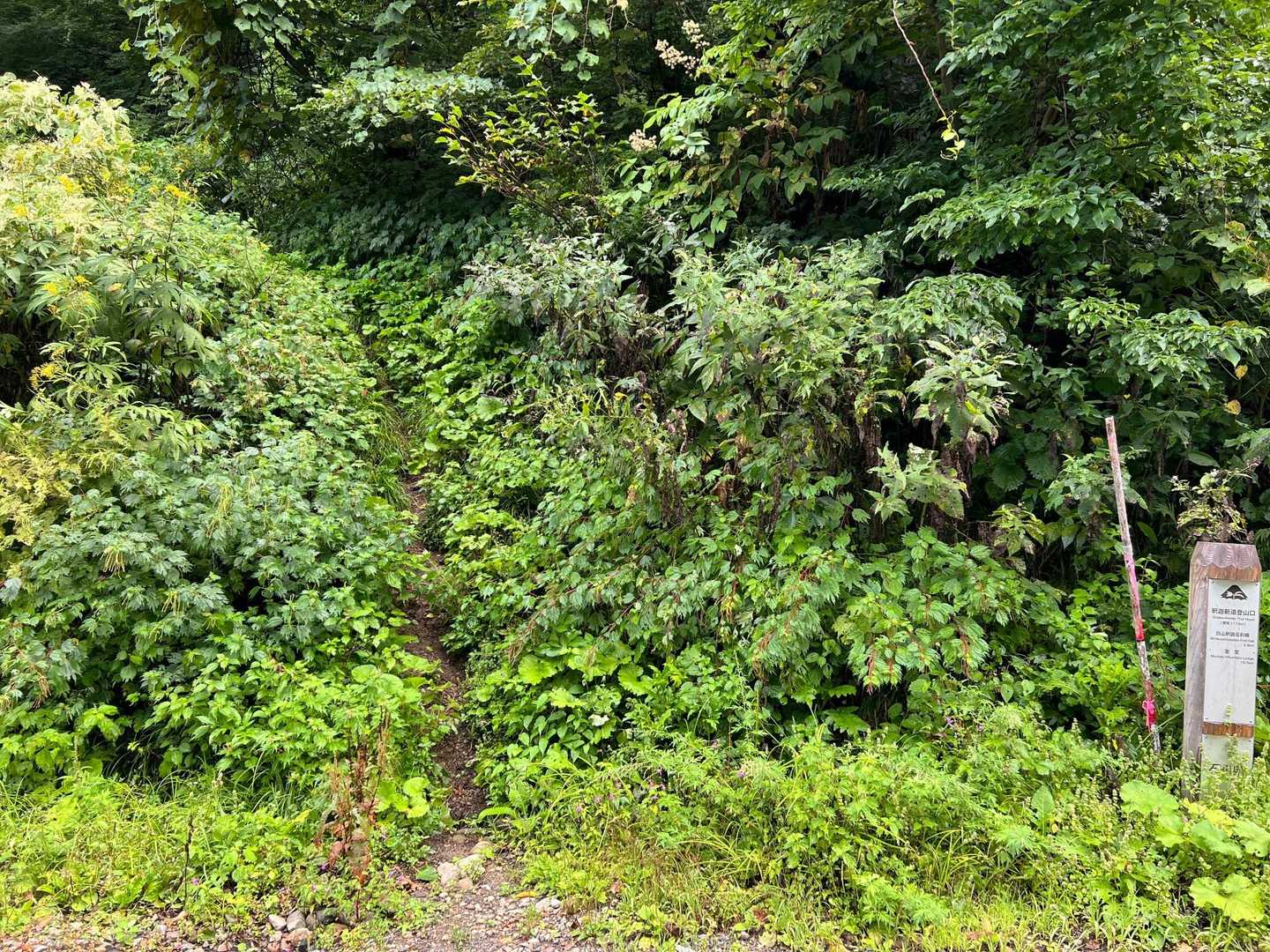 ここから本格的に登山道です！
さぁ、晴れてるうちに頑張って行きましょう✊ ̖́-