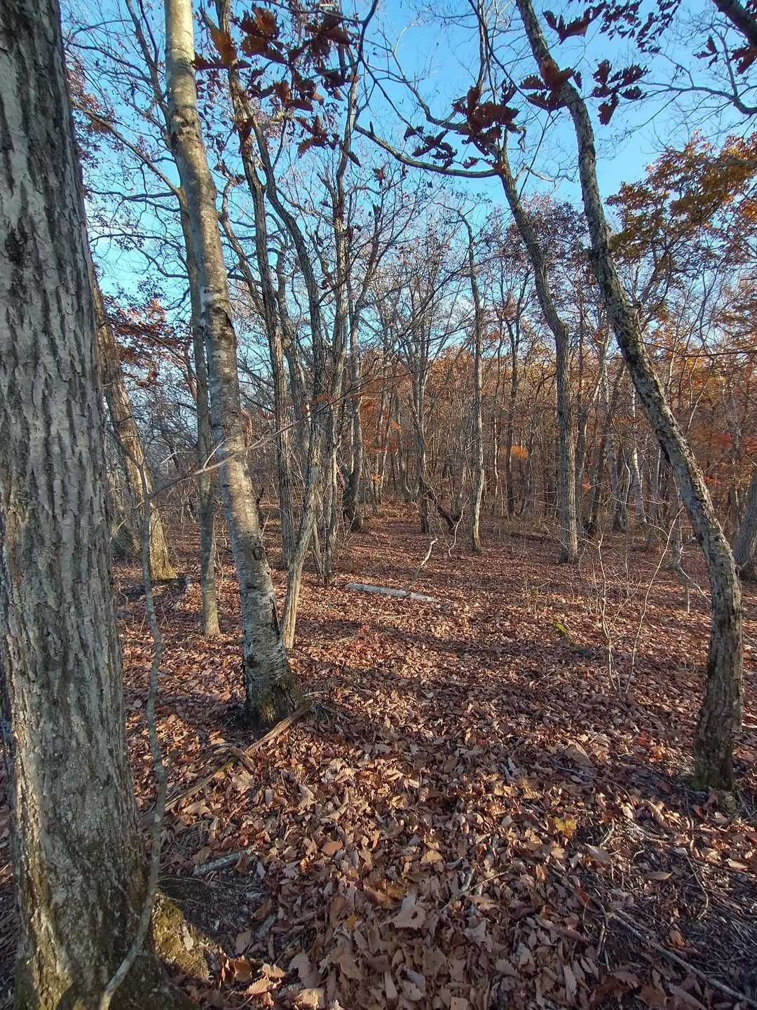 宇霊羅山登山口-宇霊羅山-音床山 往復コースの写真