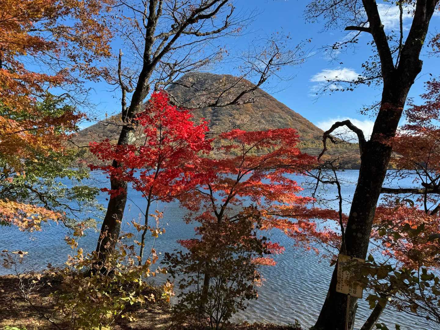 晴れました☀️