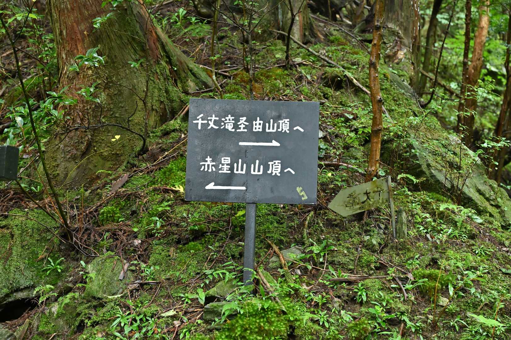 もちろん千丈滝へ行きます