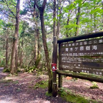 青木ヶ原樹海遊歩道にて富岳風穴へ