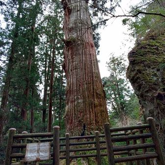 デカ過ぎる鬼👹杉