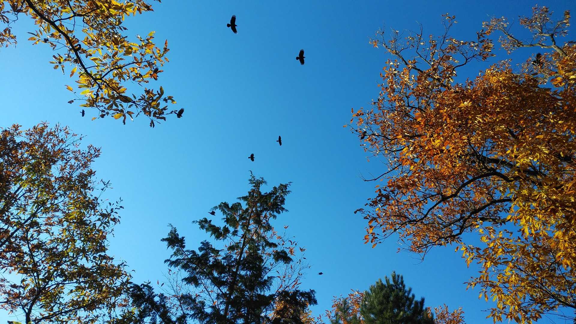 ／ガア！ガア！ガア！ガア！＼
ええ…😱嘘ぉ…という位大量のカラスが頭上を飛び回り、縄張り荒らすなと煽られた感じがしました😭