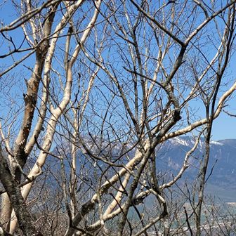 山頂の端の樹々の隙間から八ヶ岳がチラッと😍