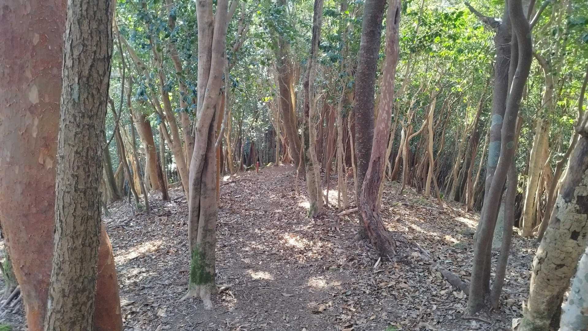 ここから本格的に降り