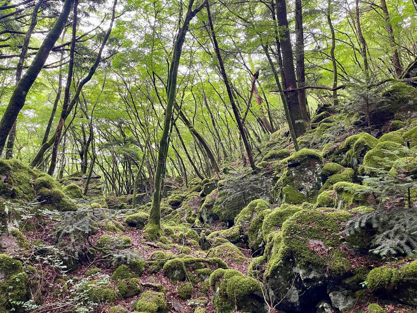 山犬嶽登山口-山犬獄 往復コースの写真
