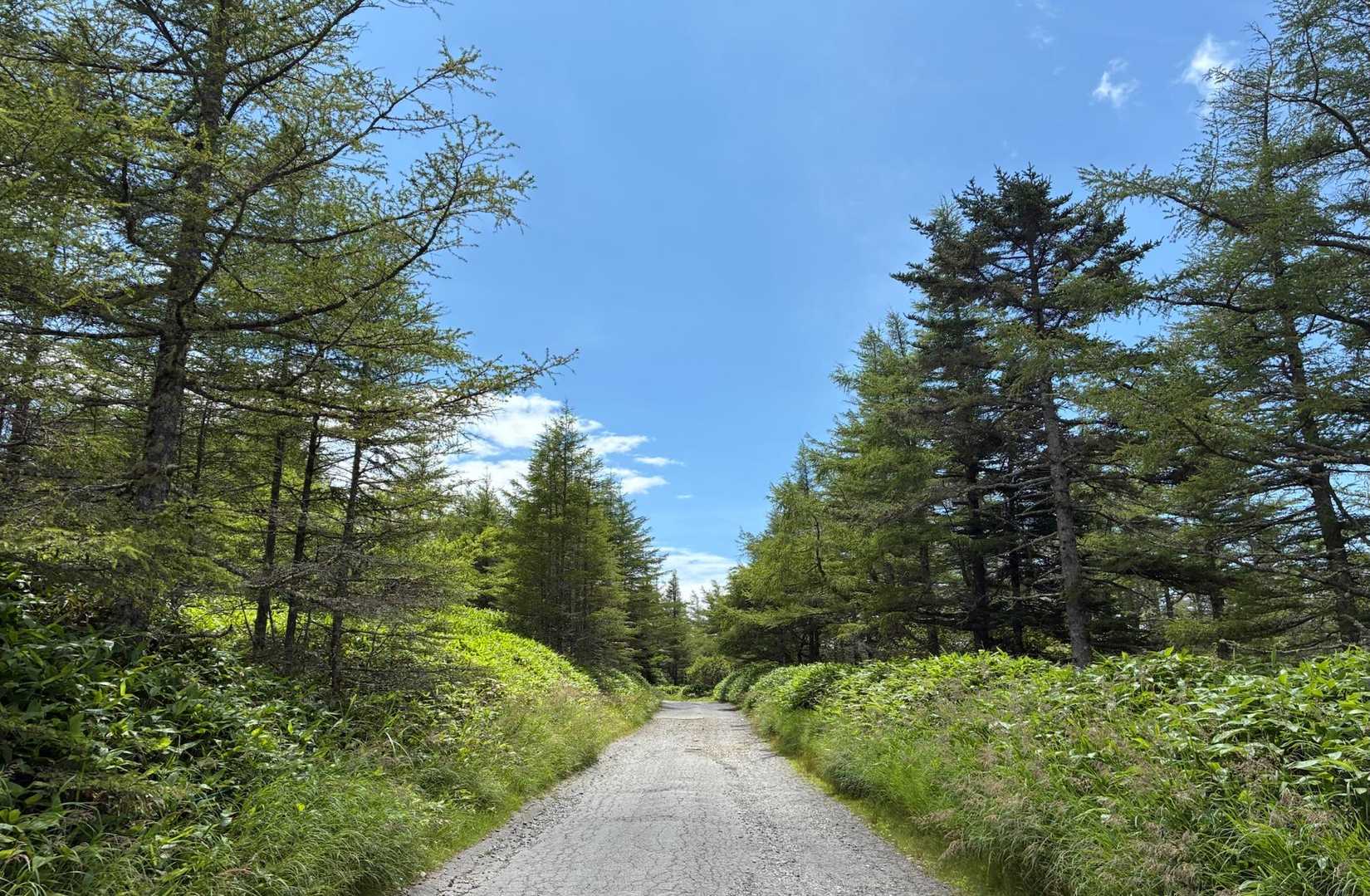 なんか、北海道を歩いているみたい 😊