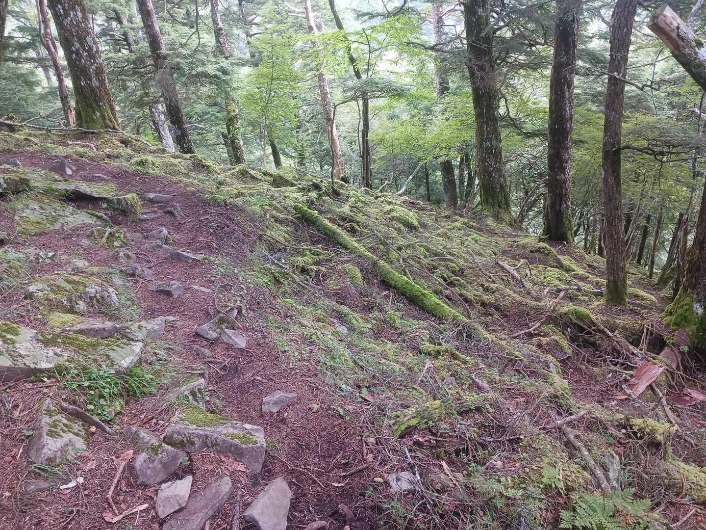 苔道を進む