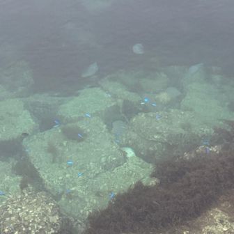 ソラスズメダイ🐟とクラゲ🪼