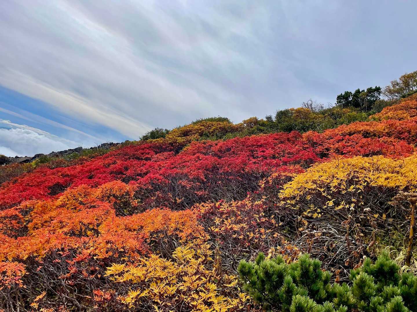 🍁