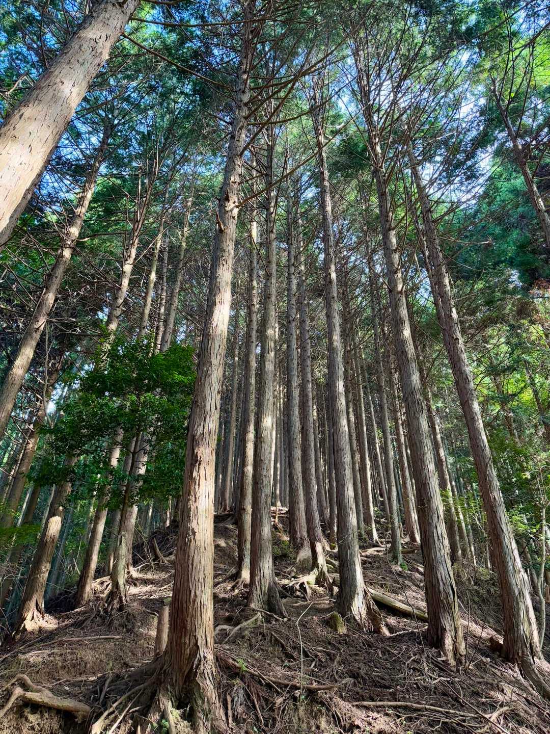 里山あるあるの急登尾根
伝わらんよね😂