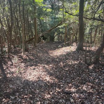 神社の正面から、はっきりとした道が続いていたので、これを下山しました🚶
道ははっきりしてますが、こちらも激急斜面なので転倒しない様に木につかまりながら降ります。