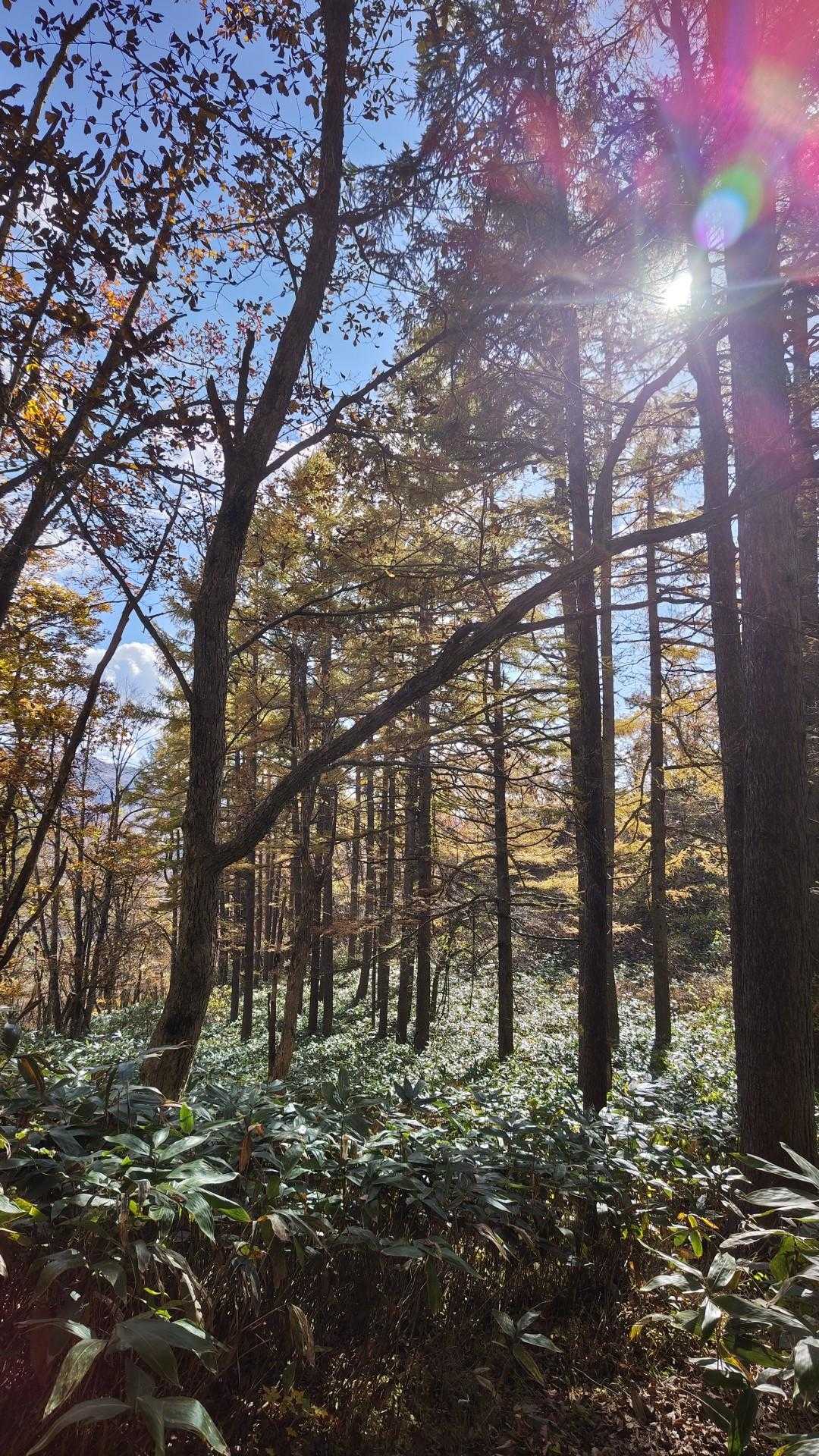 キラキラ✨
