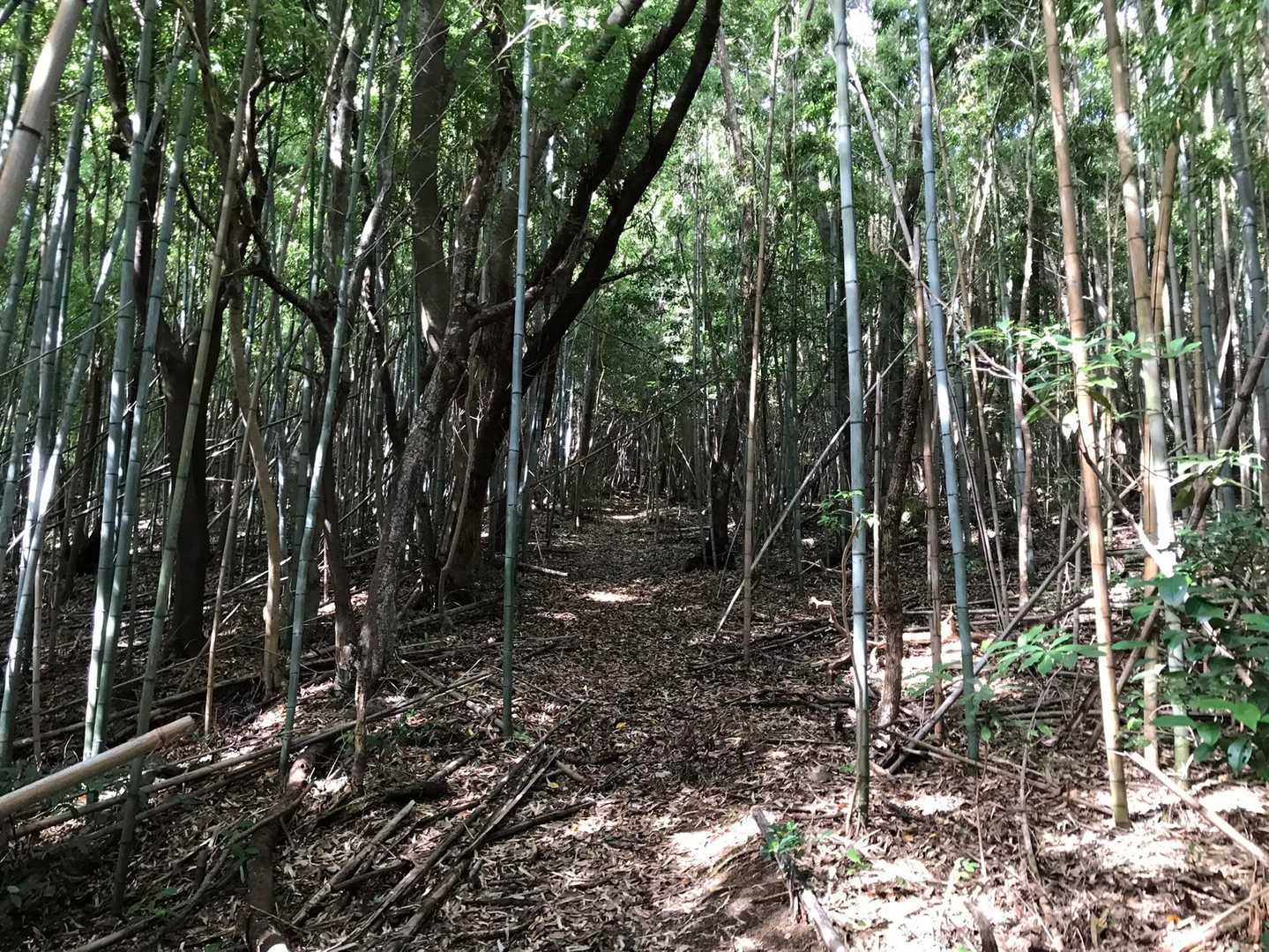 のっけからソコソコの急登ですが激登りというわけでもなく、粛々と進みます。まだ走れない、下れないので今日も下り(特に激下りと段差)はカニ🦀歩きです😑