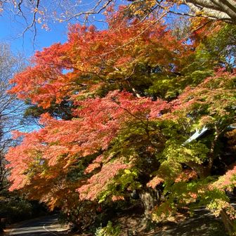 薬王院の紅葉