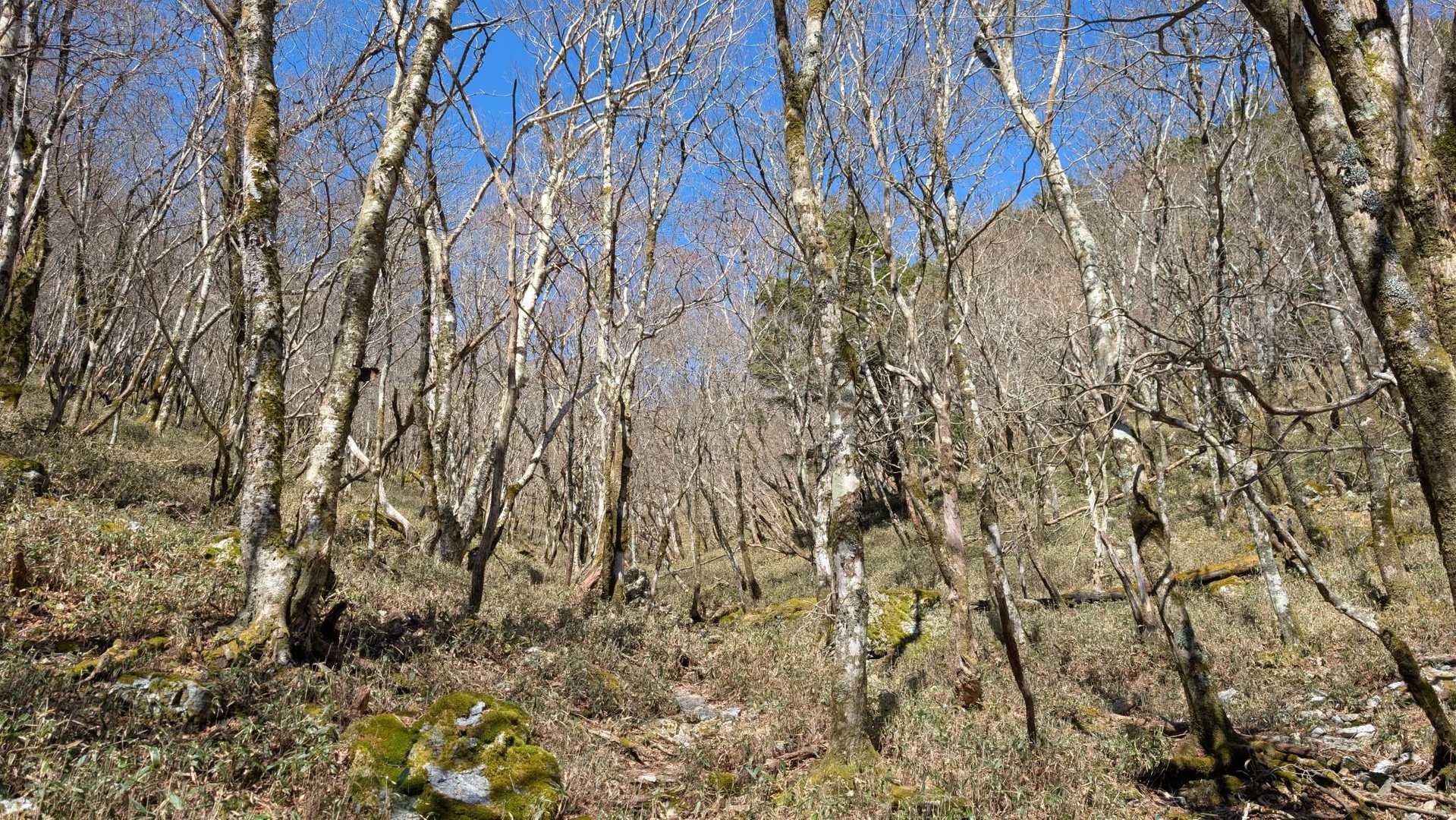 熊が出そうです。