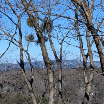 木の枝の塊のような球体。
昔は熊棚？かと思っていましたが調べるとヤドリギという寄生植物だと判りました🤔