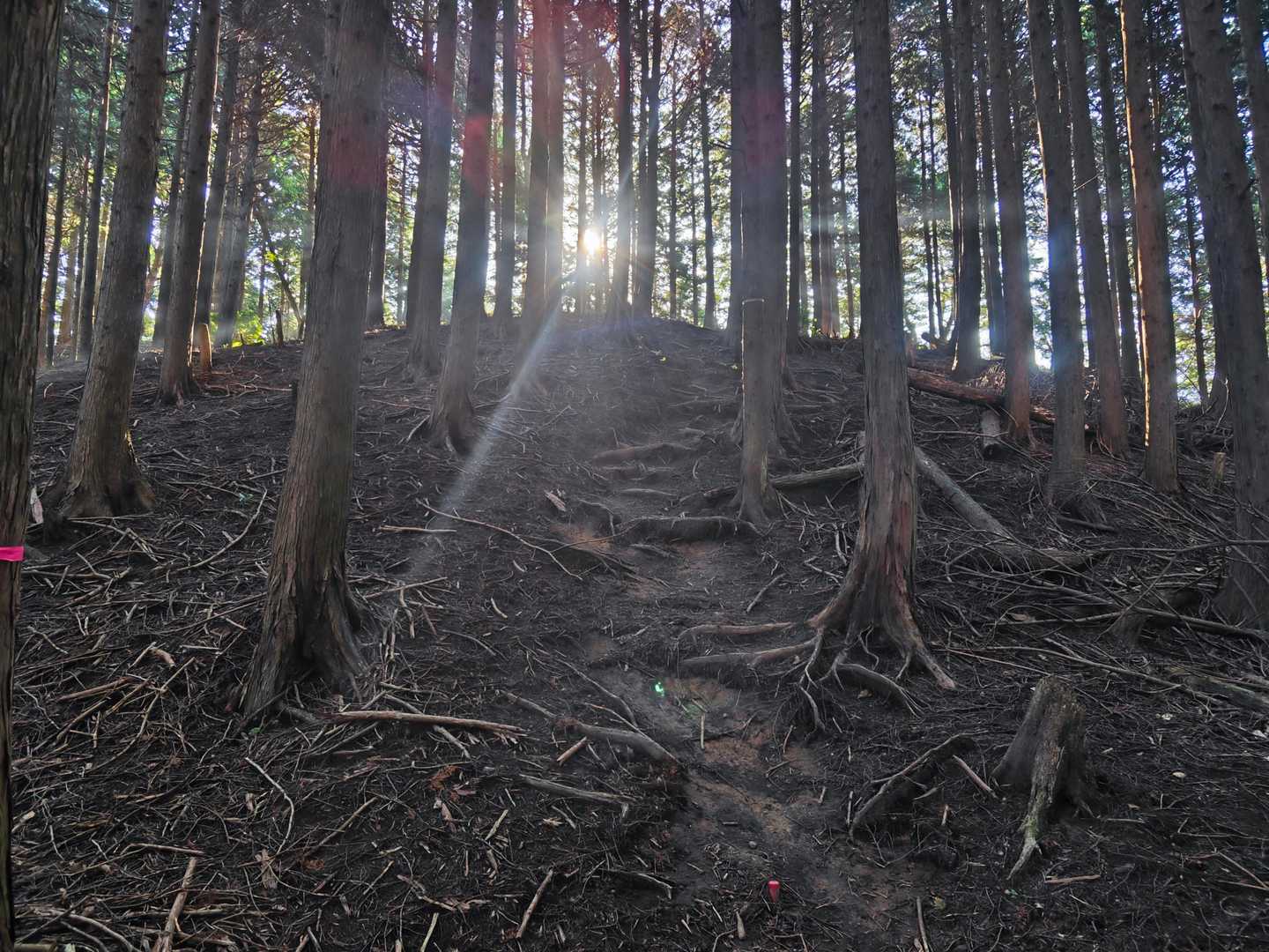 臼杵ヶ岳 往復コースの写真
