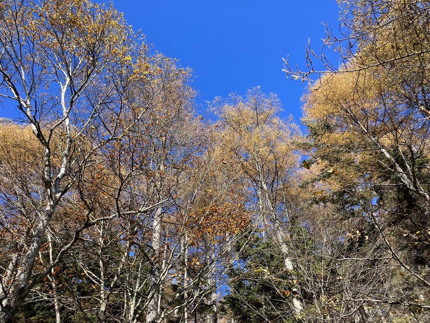 無事下山。
嬬恋村観光案内所に電話すると、手ぬぐい、まだ間に合いそう😊
急ぐべし❗️

