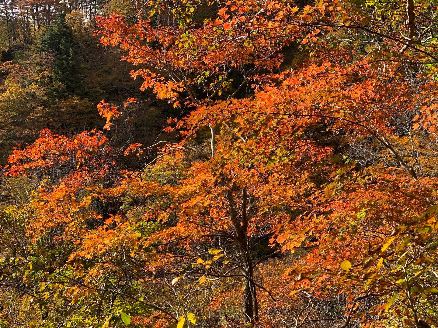 紅葉🍁が最盛期