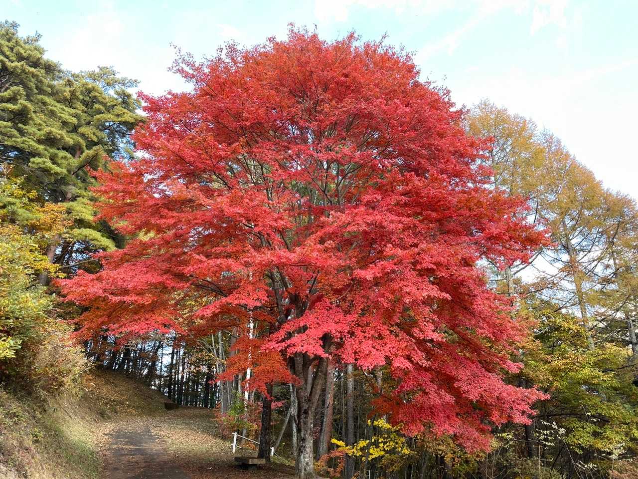 永明寺山（長野県）の写真