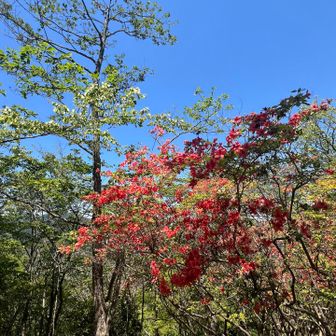 おっ、山頂では終わりかけのツツジが残っていてくれました👏
さてと…お次は、念願の『正丸丼』を目指して正丸峠へ向かいましょう🚶‍♂️