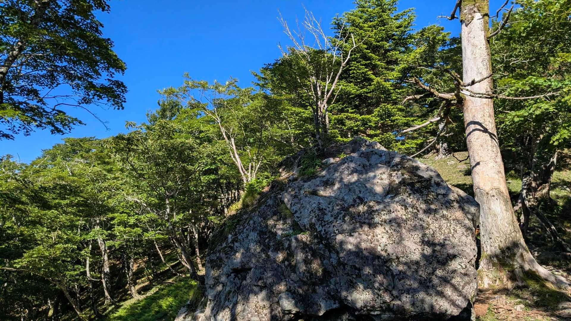 岩の上に生えてる木