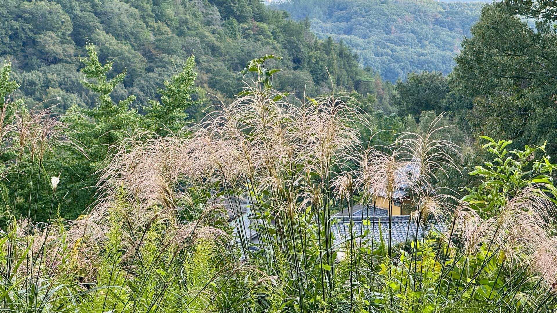 鬼城山-高石垣 往復コースの写真