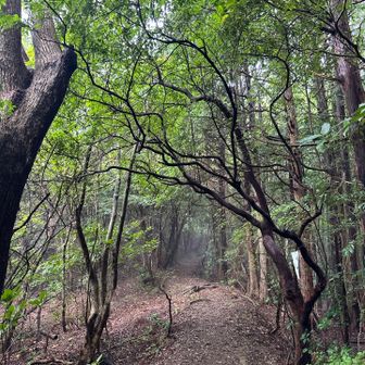 快適な登山道。