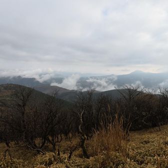 早朝、阿蘇谷は雲海やったのかな？☁️☁️☁️