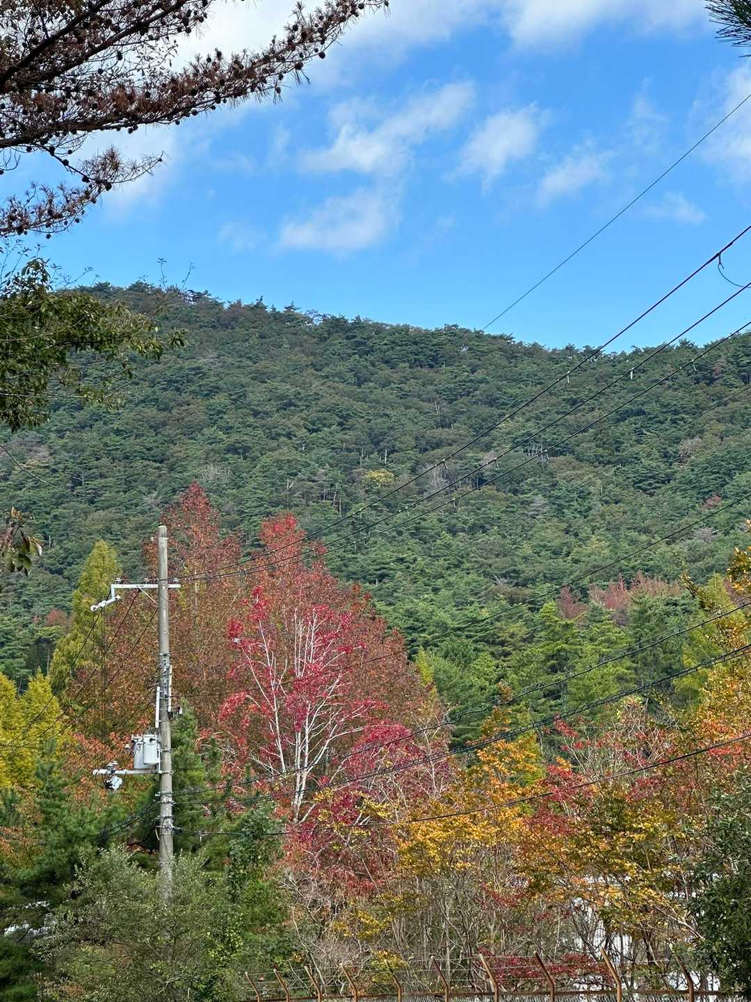 紅葉🍁