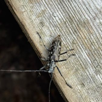カミキリムシ登場。