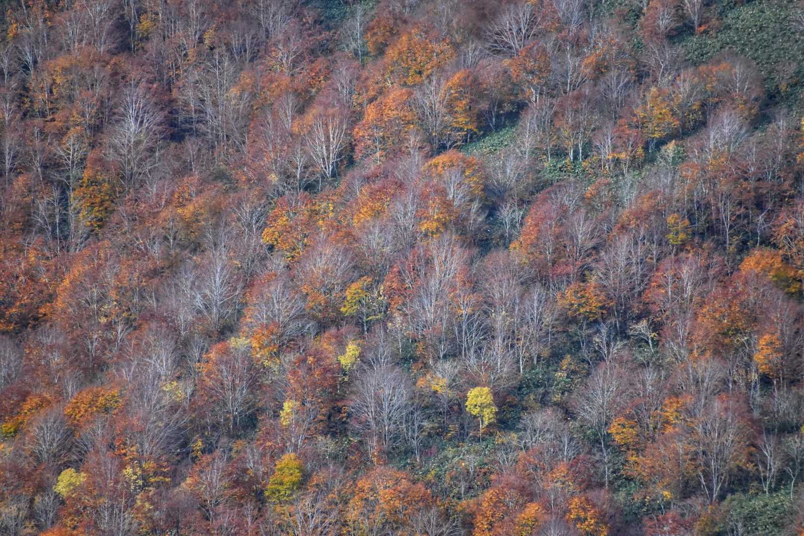 落葉途中の森が美しい🍂🍂🍂
