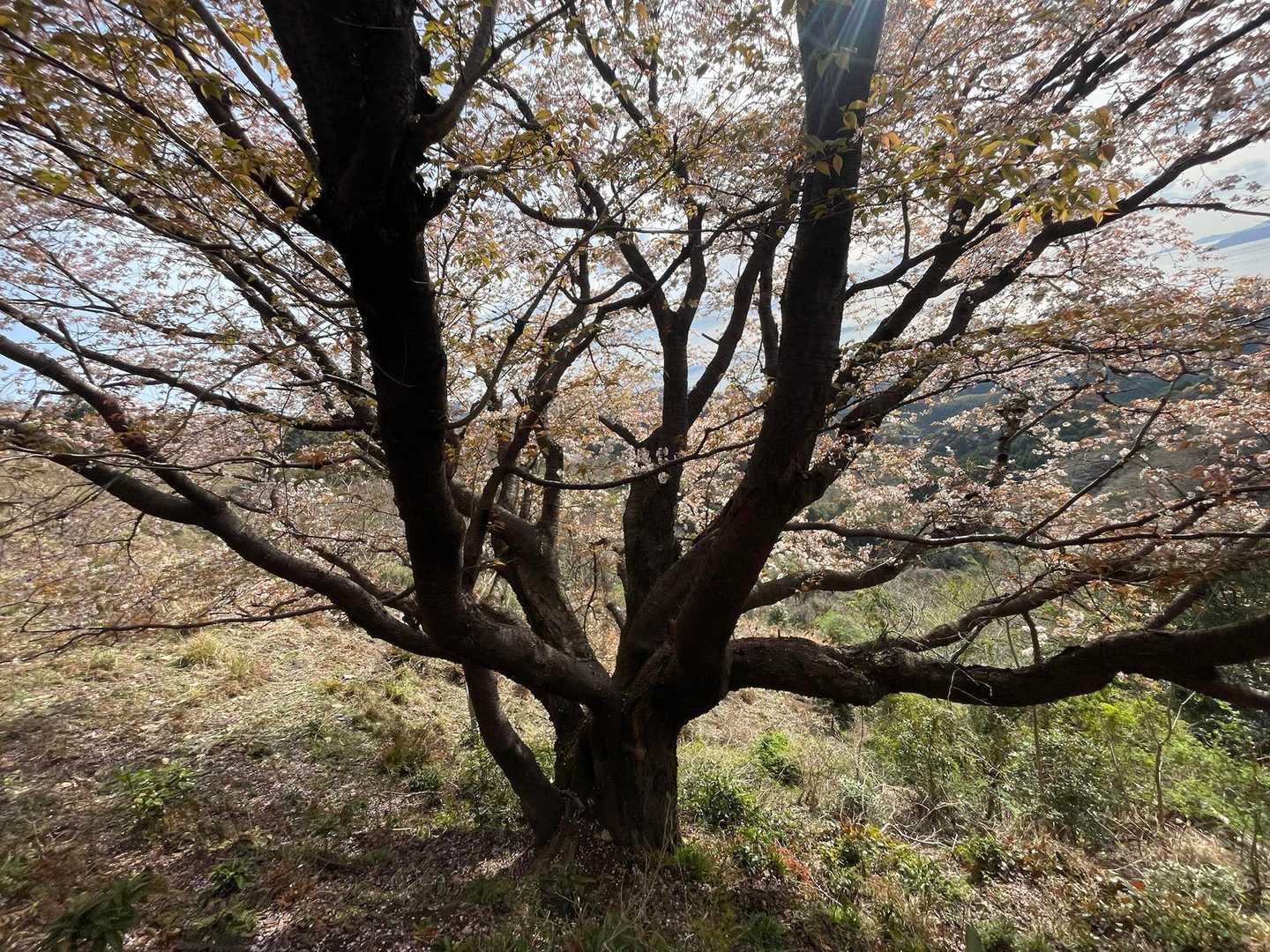 木が大きくて立派です🌳