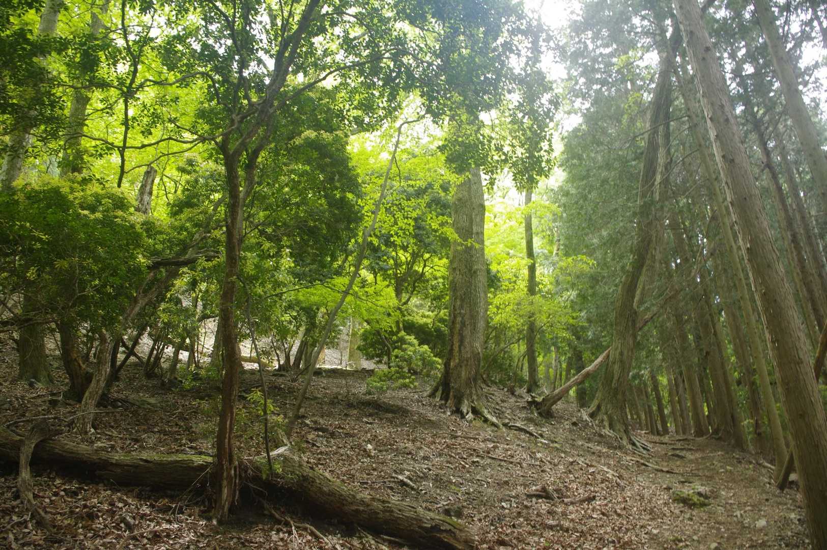 森林セラピーって感じです