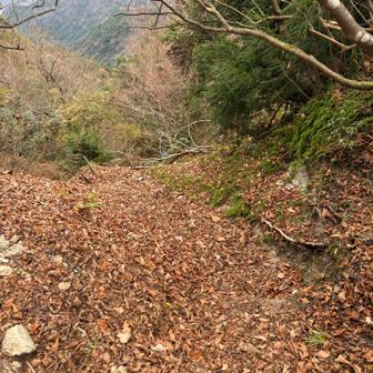 こりゃー滑るだろな、道が見えない🍂